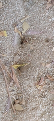 Myrmicinae