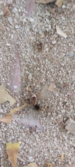Myrmicinae
