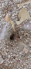 Myrmicinae