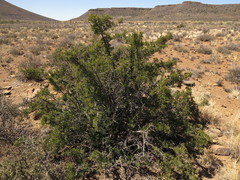 Searsia burchellii