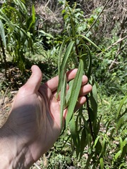 Myoporum betcheanum