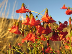 Hermannia grandiflora