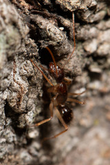 Camponotus elegans