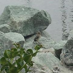 Mimus polyglottos