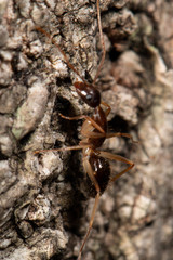 Camponotus elegans