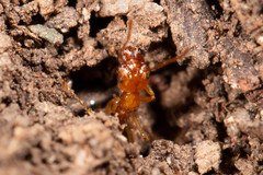 Aphaenogaster pythia
