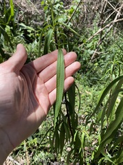 Myoporum betcheanum