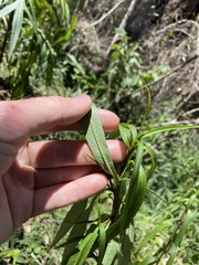 Myoporum betcheanum
