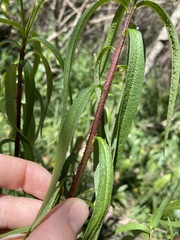 Myoporum betcheanum