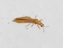 Anaphothrips obscurus