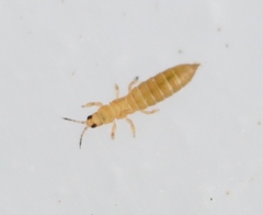 Anaphothrips obscurus