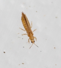 Anaphothrips obscurus