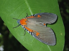 Euplocia membliaria