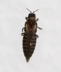 Dendrothrips