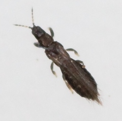 Limothrips cerealium