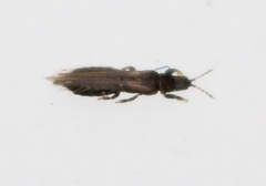 Limothrips cerealium