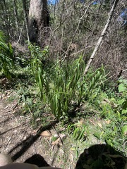 Myoporum betcheanum