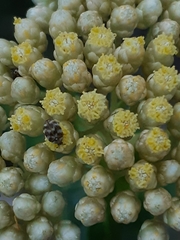 Cassinia denticulata