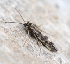 Agraylea multipunctata