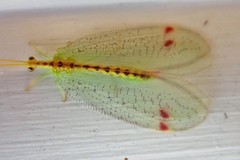 Norfolius howensis