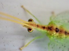 Norfolius howensis