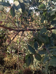 Pistacia terebinthus palaestina