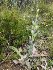 Thelymitra grandiflora