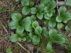 Pyrola rotundifolia