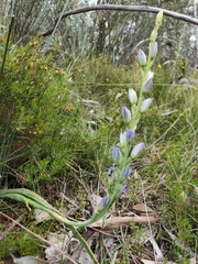 Thelymitra grandiflora