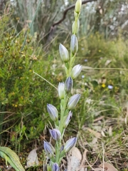 Thelymitra grandiflora