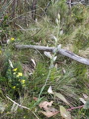 Thelymitra grandiflora