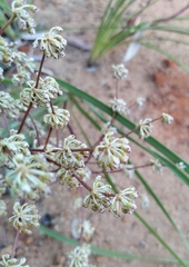 Lomandra multiflora multiflora