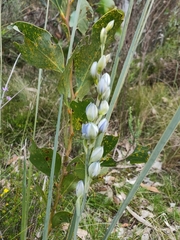 Thelymitra grandiflora
