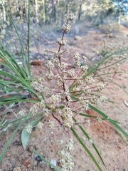 Lomandra multiflora multiflora