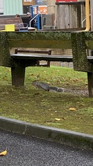 Sciurus carolinensis