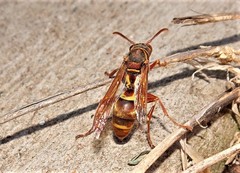 Polistes stigma townsvillensis