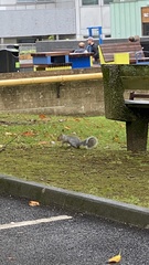 Sciurus carolinensis
