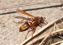 Polistes stigma townsvillensis