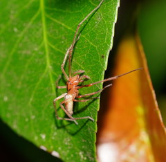 Cheiracanthium gracile