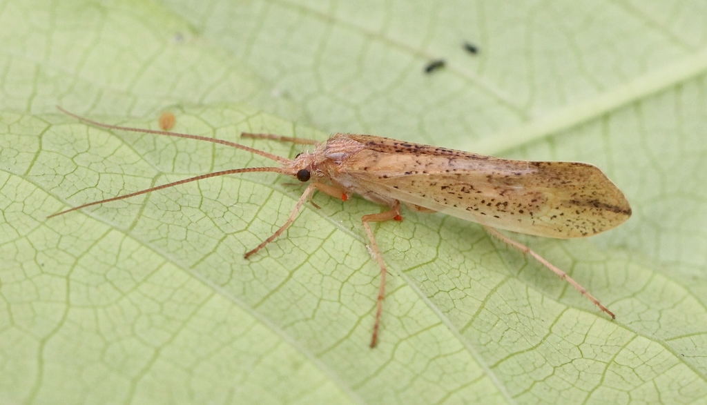 Grammotaulius