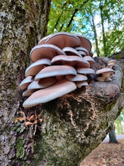 Pleurotus ostreatus