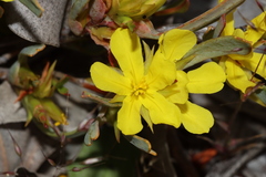 Hibbertia subvaginata