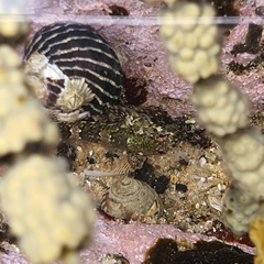 Lepidoblennius haplodactylus