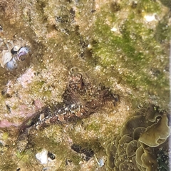Lepidoblennius haplodactylus