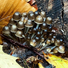 Mycena alcalina