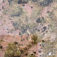 Lepidoblennius haplodactylus
