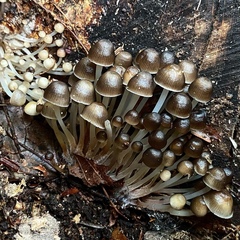 Mycena alcalina