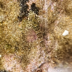 Lepidoblennius haplodactylus