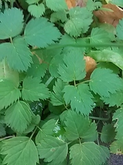 Aegopodium podagraria