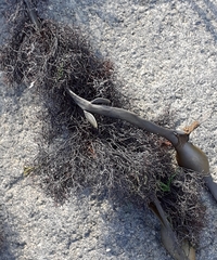 Vertebrata lanosa